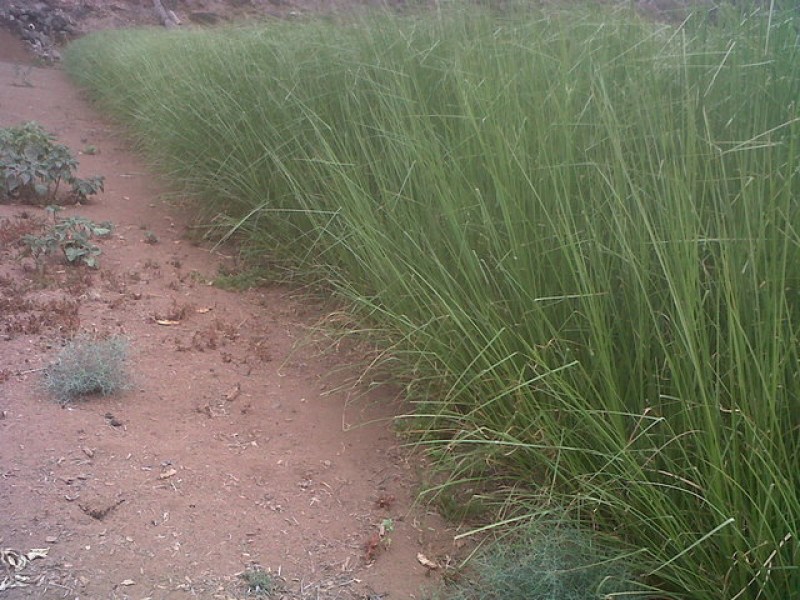 vetiver finca viva